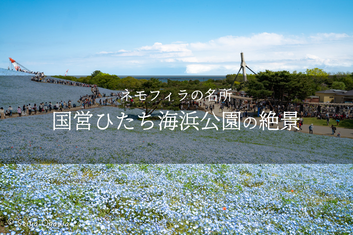 ネモフィラの名所 国営ひたち海浜公園 に行ってきた 東京から日帰りで行けるけど何時に行くのがベスト Tanakano Photo