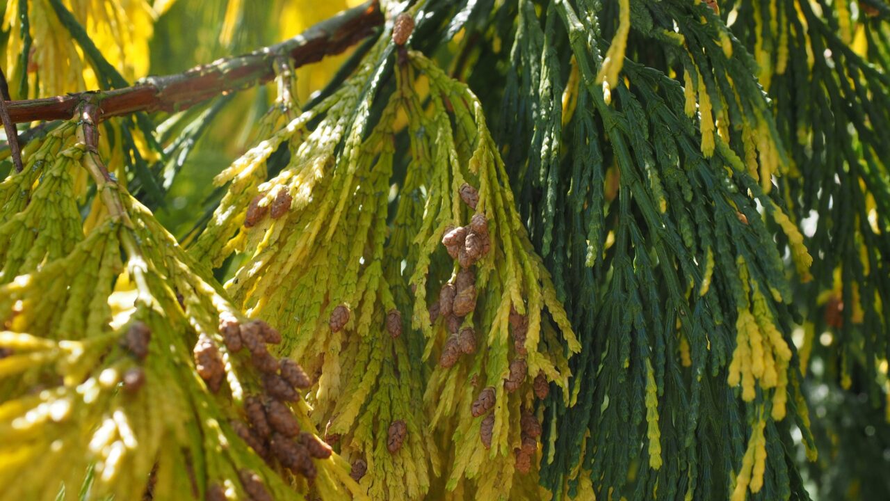 こんなに花粉症が辛いのに杉は減るどころか年間1500万本も増えている Tanakano